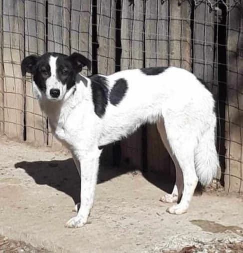 MAXI, female Mixed Breed for adoption at Hundehilfe Lucky Stray e.V.