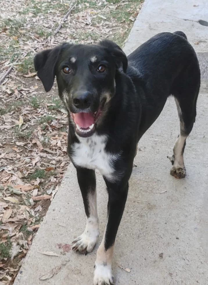 MUFFIN, male Mixed Breed for adoption at Hundehilfe Lucky Stray e.V.