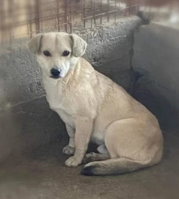 PABLO, male Mixed Breed for adoption at Hundehilfe Lucky Stray e.V.