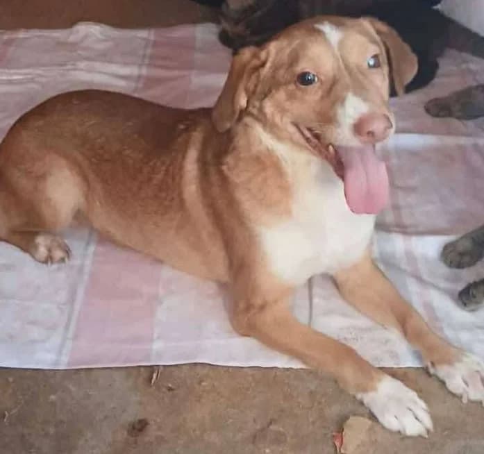 PAUL, male Mixed Breed for adoption at Hundehilfe Lucky Stray e.V.
