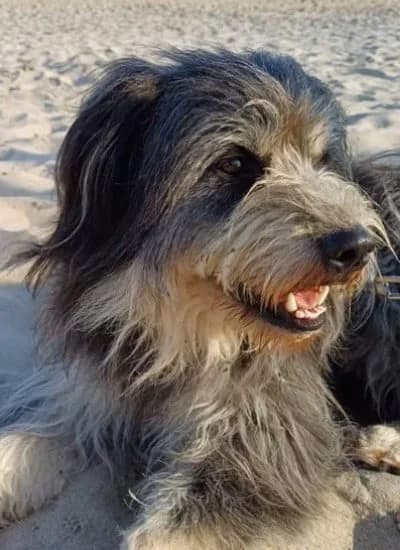 BOJO, male Mixed Breed for adoption at Hundehilfe Lucky Stray e.V.