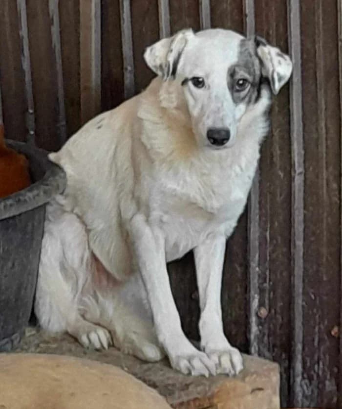 STELLA, female Mixed Breed for adoption at Hundehilfe Lucky Stray e.V.