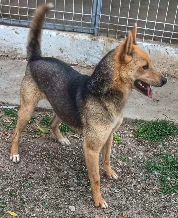 TIMMI, male mixed breed for adoption at Hundehilfe Lucky Stray e.V.