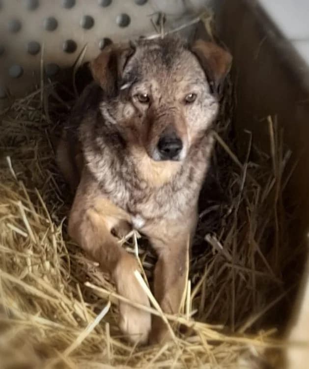 TONI, male mixed breed for adoption at Hundehilfe Lucky Stray e.V.