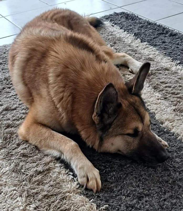 DJAMIL, male 5yo Mixed Breed for adoption at Hundehilfe Lucky Stray e.V.
