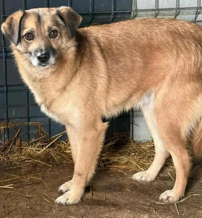 BLACKY, male senior Mixed Breed for adoption at Hundehilfe Lucky Stray e.V.