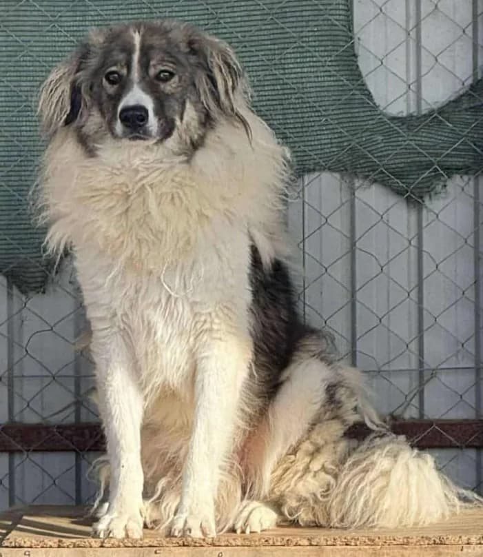 SCAPIN, male 7yo Mixed Breed for adoption at Hundehilfe Lucky Stray e.V.