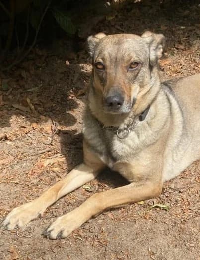 POESIE, female Mixed Breed for adoption at Hundehilfe Lucky Stray e.V.