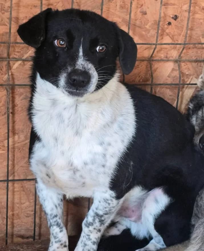 ZIGGY STARDUST, male young Mixed Breed for adoption at Hundehilfe Lucky Stray e.V.