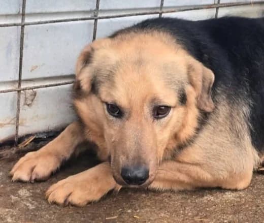 LOBO, male young Mixed Breed for adoption at Hundehilfe Lucky Stray e.V.