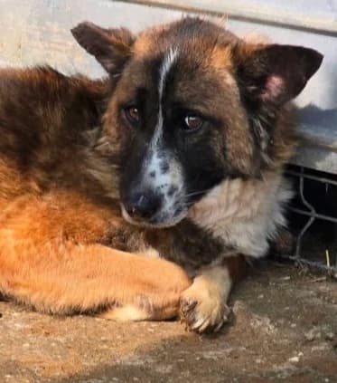 JANKO, male 5yo Mixed Breed for adoption at Hundehilfe Lucky Stray e.V.