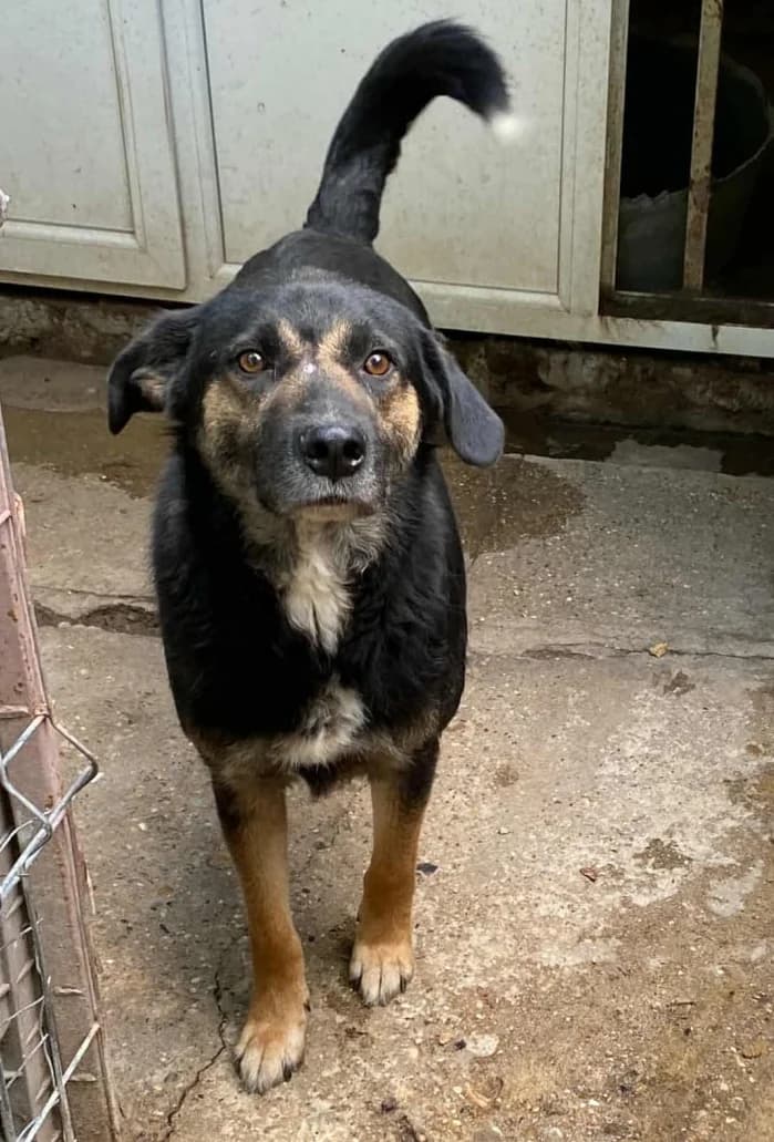MAX, male Mixed Breed for adoption at Hundehilfe Lucky Stray e.V.