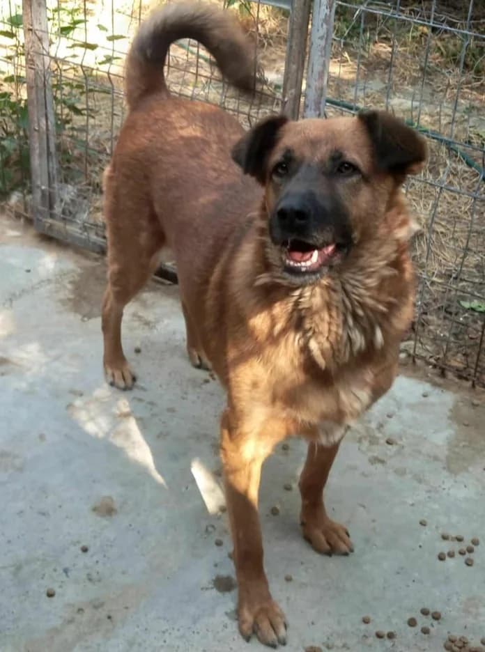MUCK, male 5yo Mixed Breed for adoption at Hundehilfe Lucky Stray e.V.