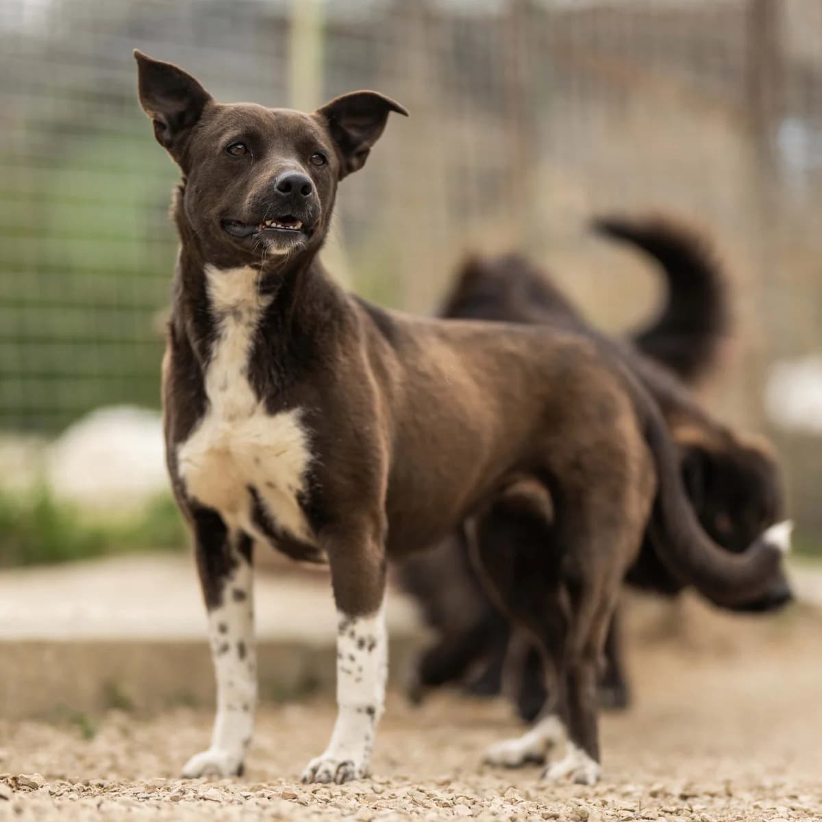 Alba, female 3yo Mixed Breed for adoption at Hundehilfe Mariechen, Stadtsteinach