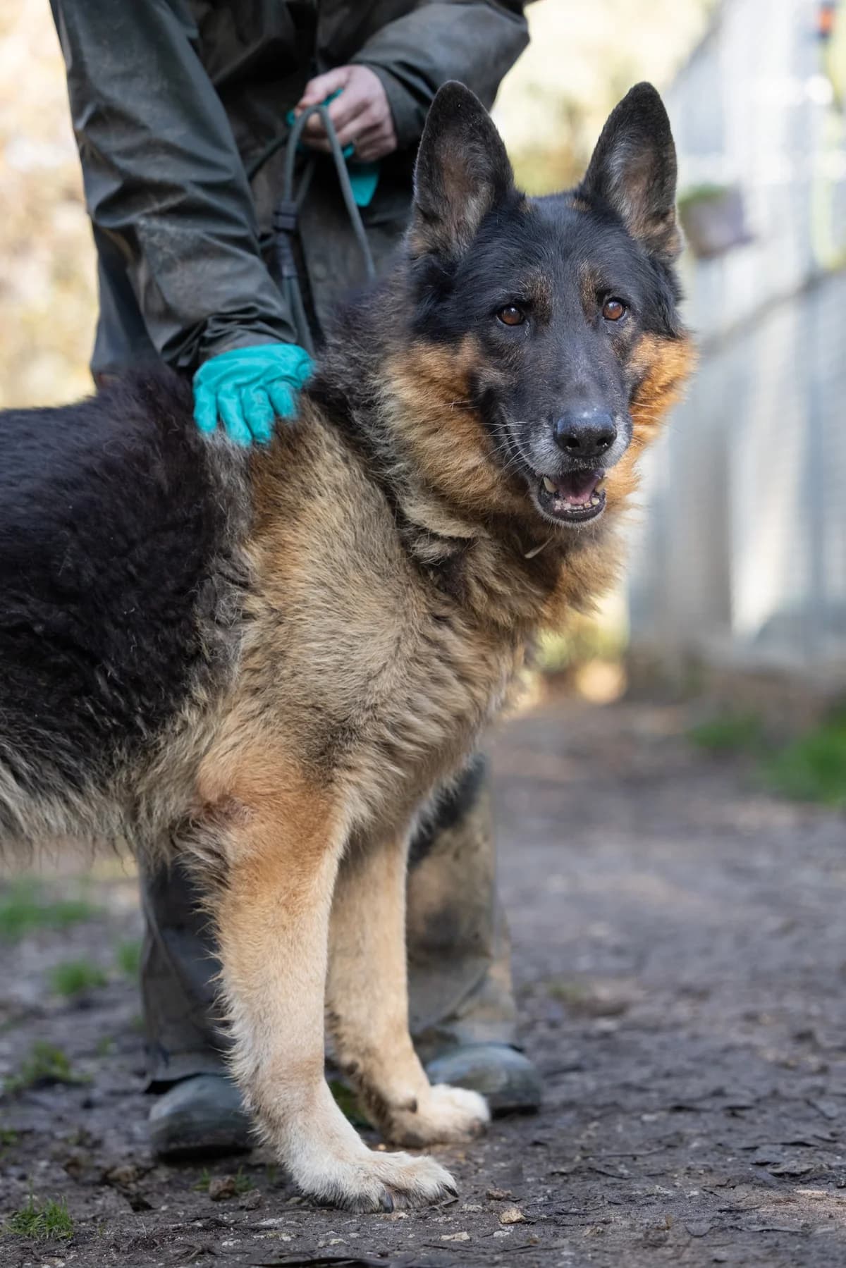 Alex, male senior German Shepherd for adoption at Hundehilfe Mariechen, Stadtsteinach