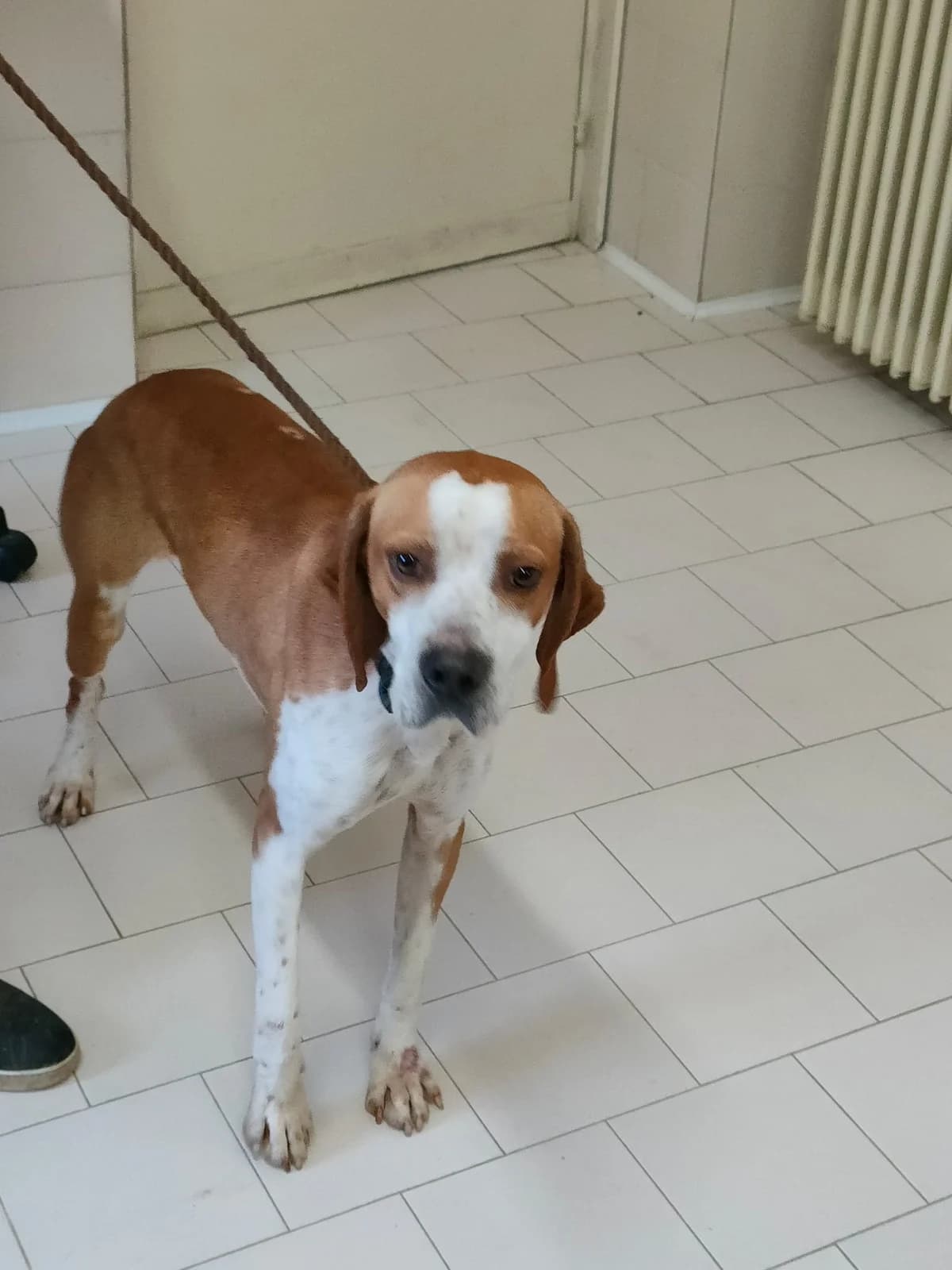 Amadeo, male Pointer for adoption at Hundehilfe Mariechen, Stadtsteinach