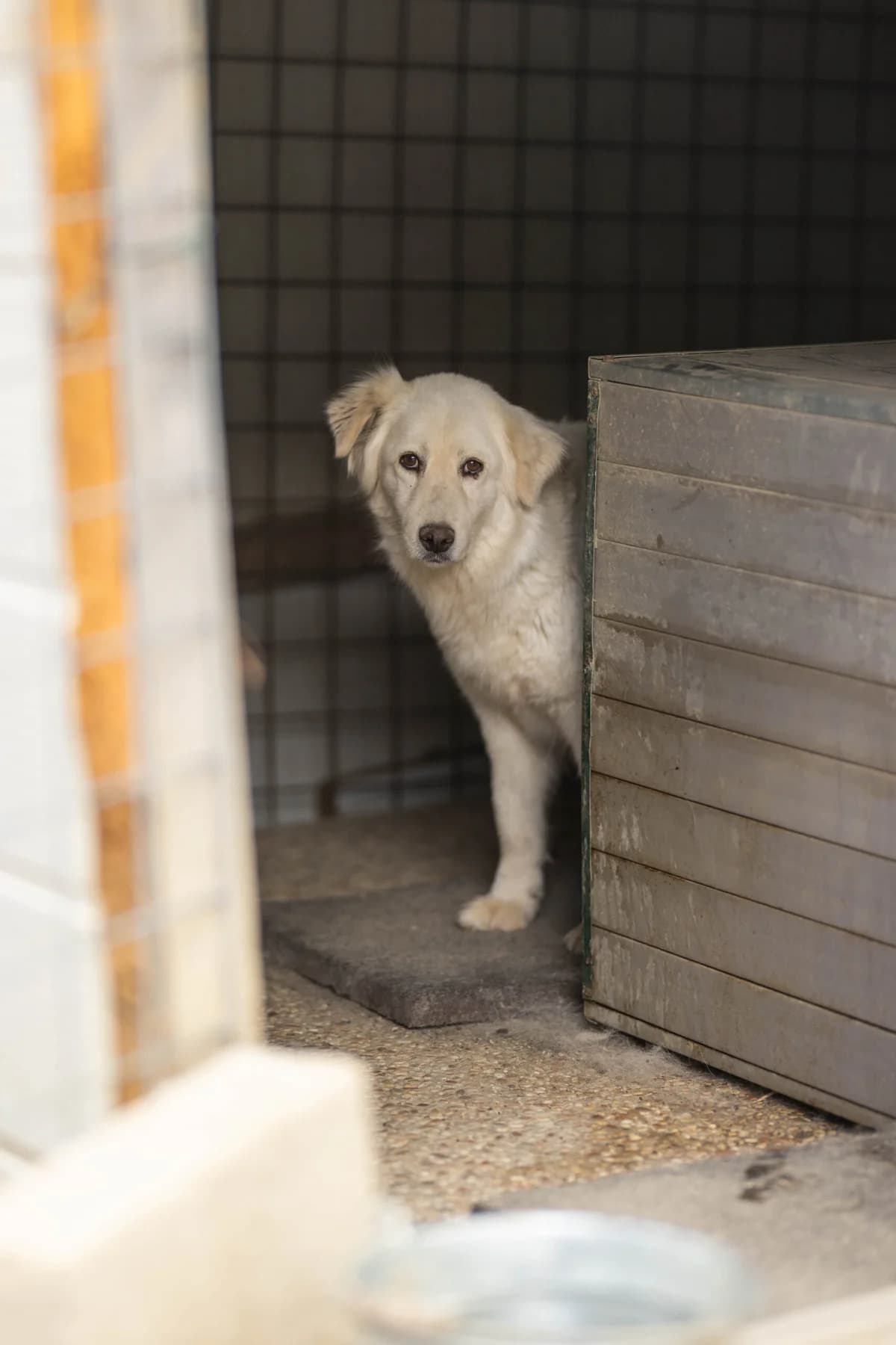 Amarena, female young Mixed Breed for adoption at Hundehilfe Mariechen, Stadtsteinach