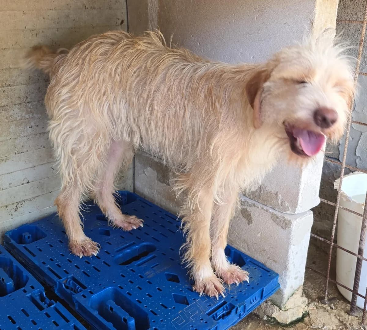 Ambra (Kuma), female young mixed breed for adoption at Hundehilfe Mariechen, Stadtsteinach