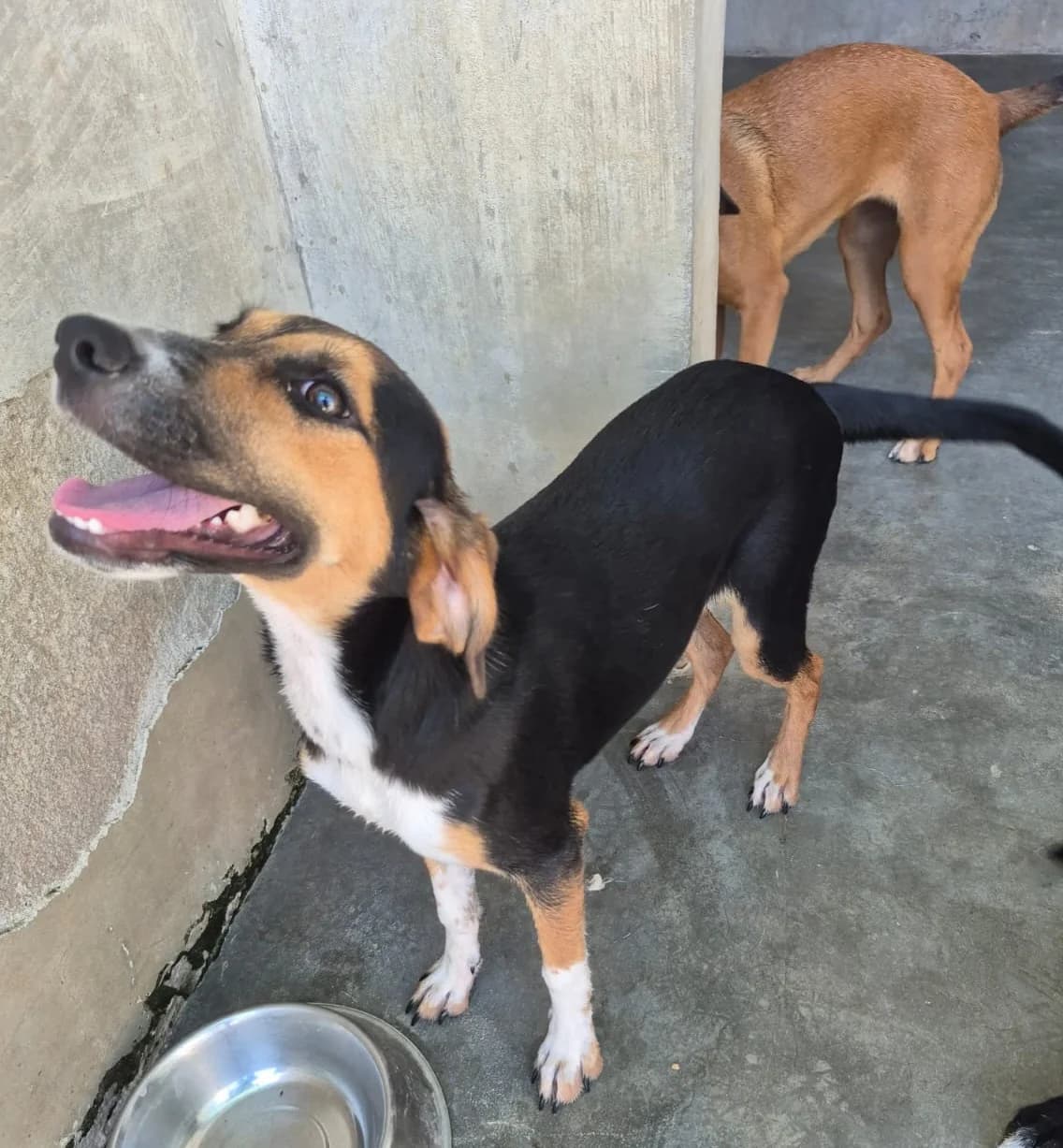 Anaconda, female puppy Mixed Breed for adoption at Hundehilfe Mariechen, Stadtsteinach