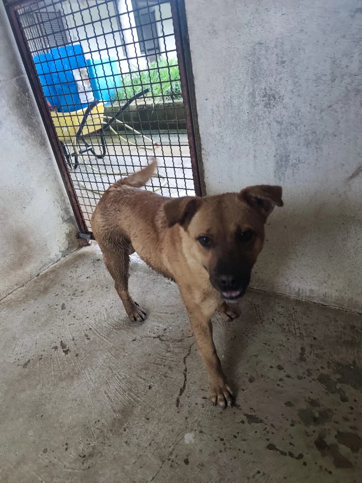 Angela, female 5yo Mixed Breed for adoption at Hundehilfe Mariechen, Stadtsteinach