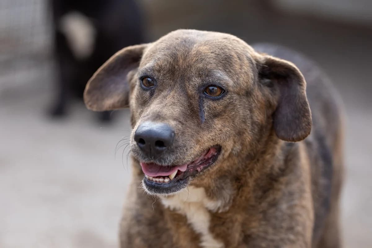 Anna, female senior mixed breed for adoption at Hundehilfe Mariechen, Stadtsteinach