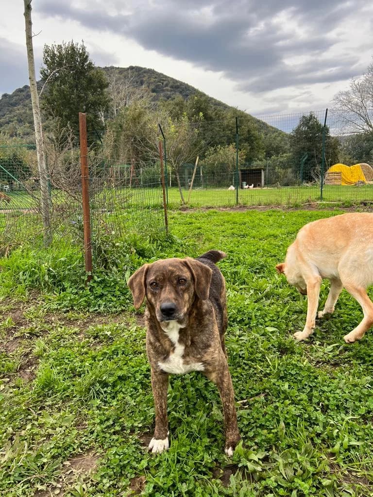 Anna, female senior mixed breed for adoption at Hundehilfe Mariechen, Stadtsteinach