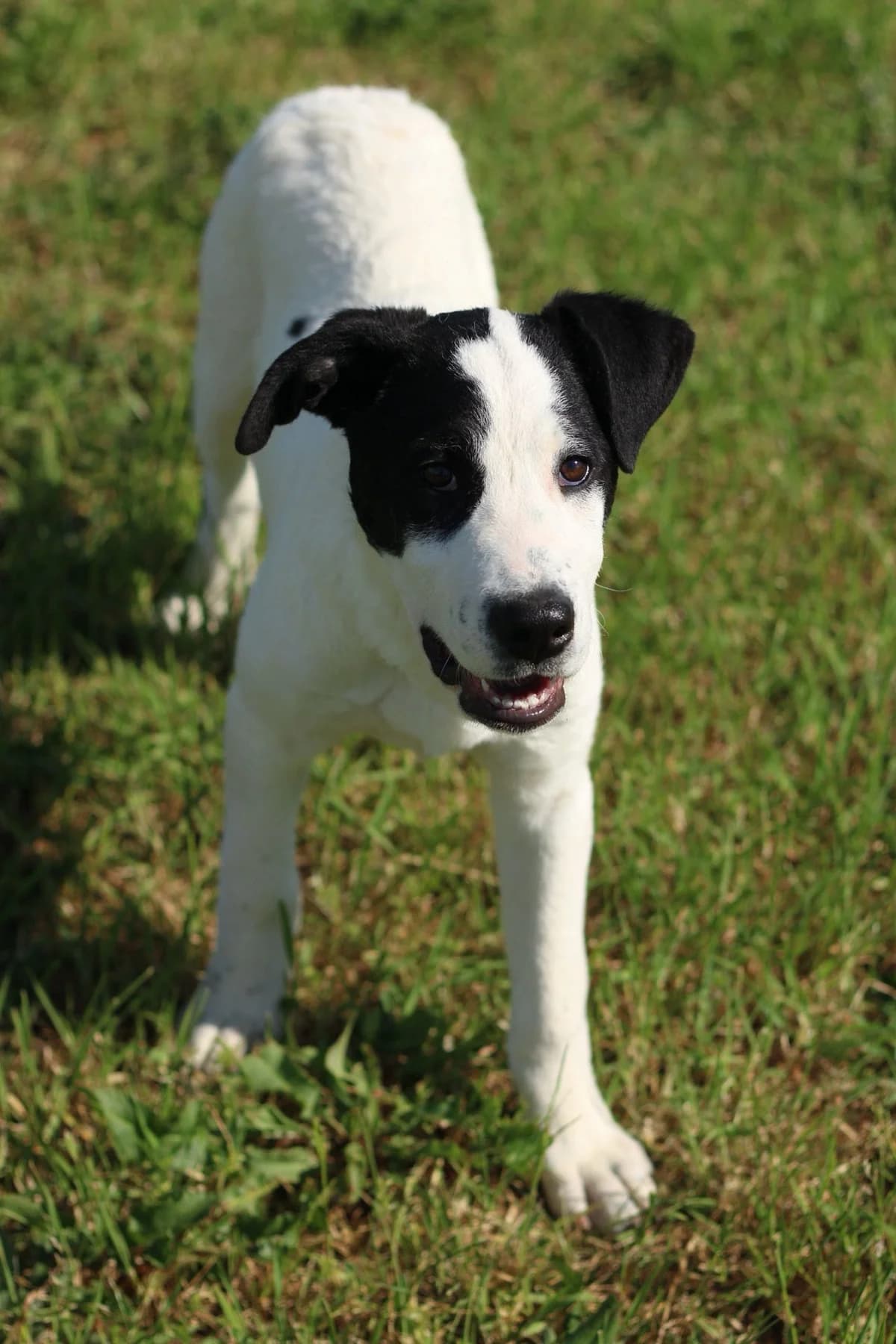 Ares, male puppy Mixed Breed for adoption at Hundehilfe Mariechen, Stadtsteinach