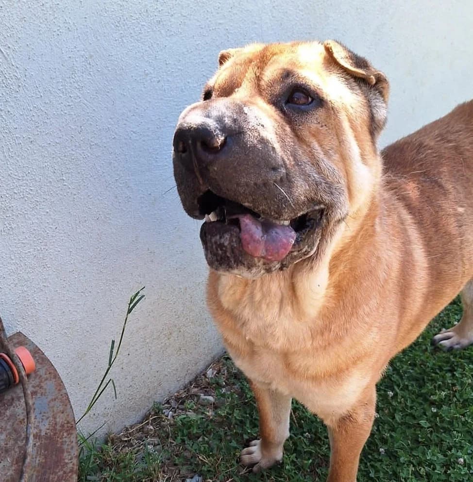 Aron, male senior Shar Pei for adoption at Hundehilfe Mariechen, Stadtsteinach
