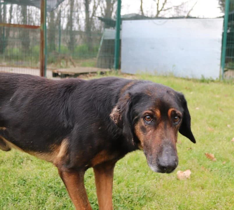 Arturo, male Mixed Breed for adoption at Hundehilfe Mariechen, Stadtsteinach