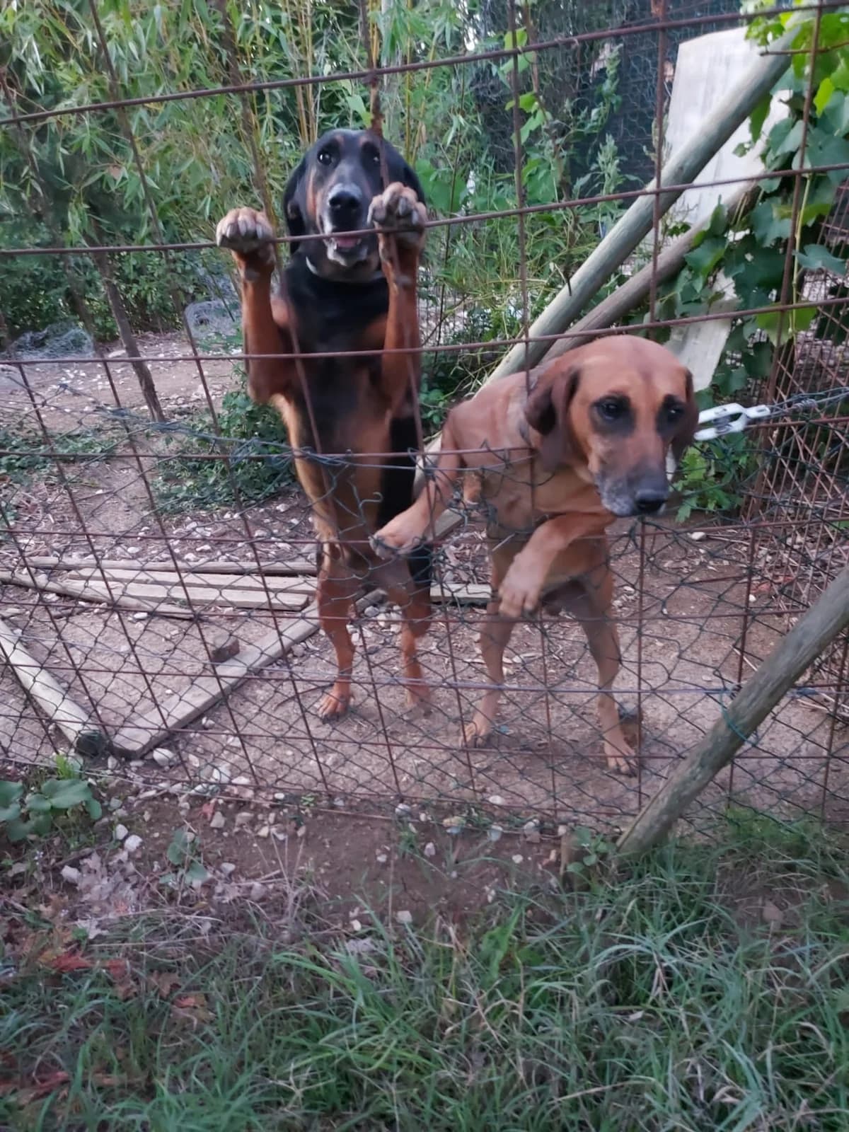 Arturo, male senior Mixed Breed for adoption at Hundehilfe Mariechen, Stadtsteinach