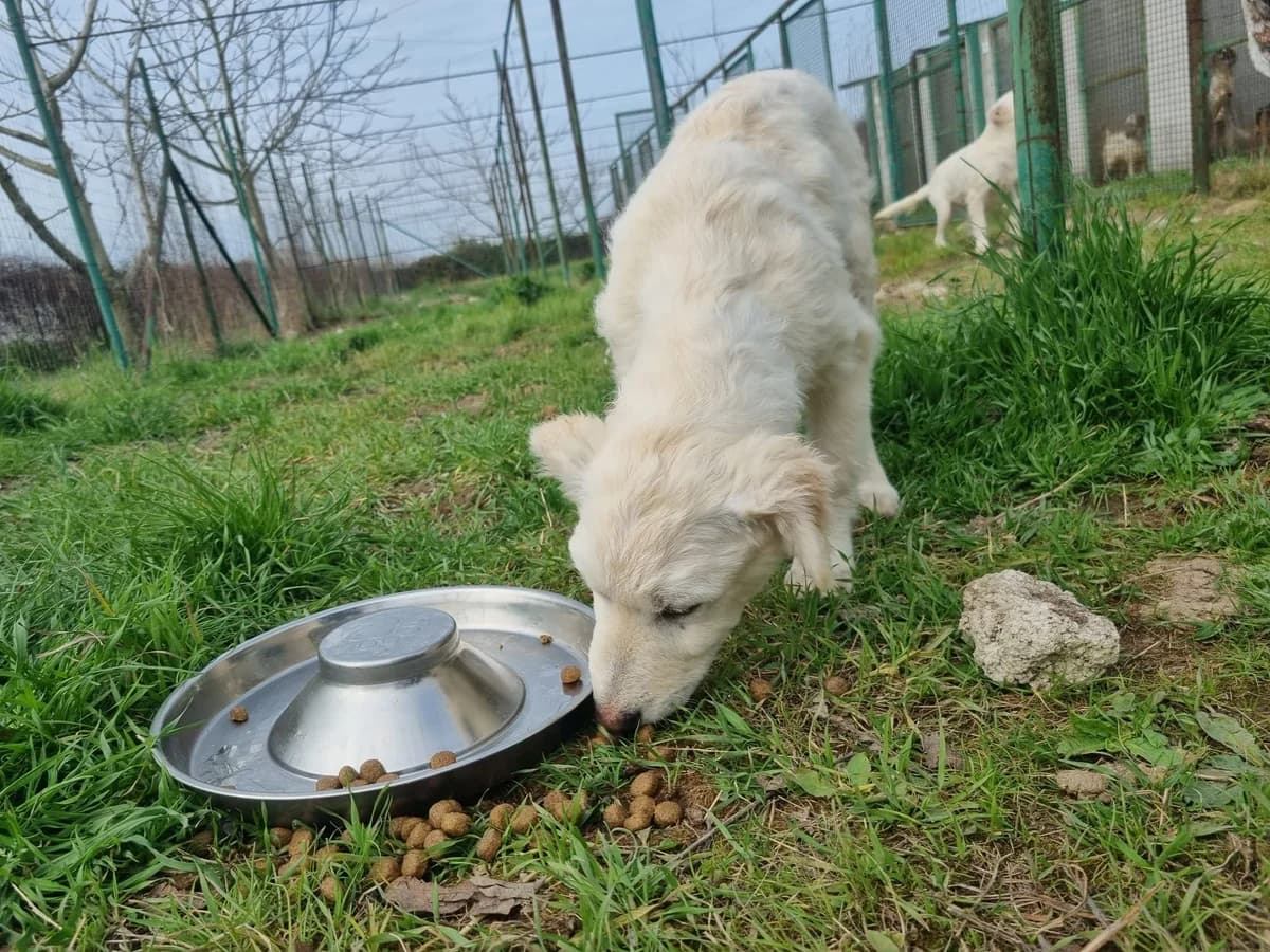 Arya, female young Mixed Breed for adoption at Hundehilfe Mariechen, Stadtsteinach