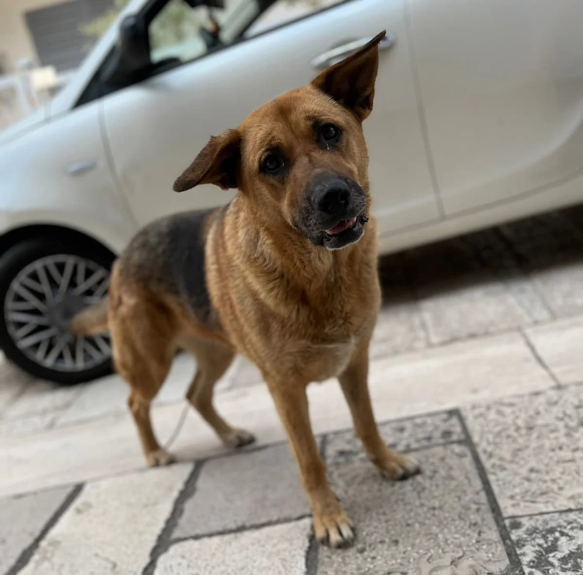 Athena, female German Shepherd for adoption at Hundehilfe Mariechen, Stadtsteinach