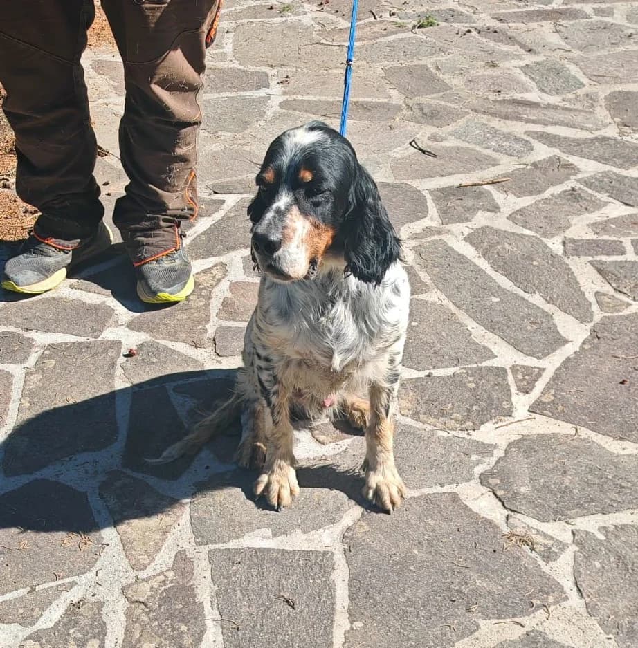 Atlante, male senior English Setter for adoption at Hundehilfe Mariechen, Stadtsteinach