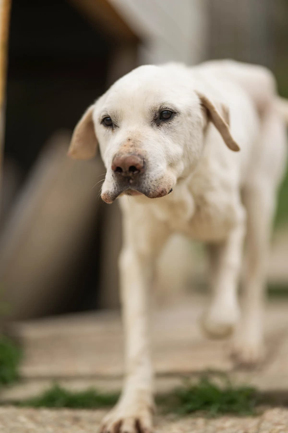 Balto, male 4yo Labrador Retriever for adoption at Hundehilfe Mariechen, Stadtsteinach