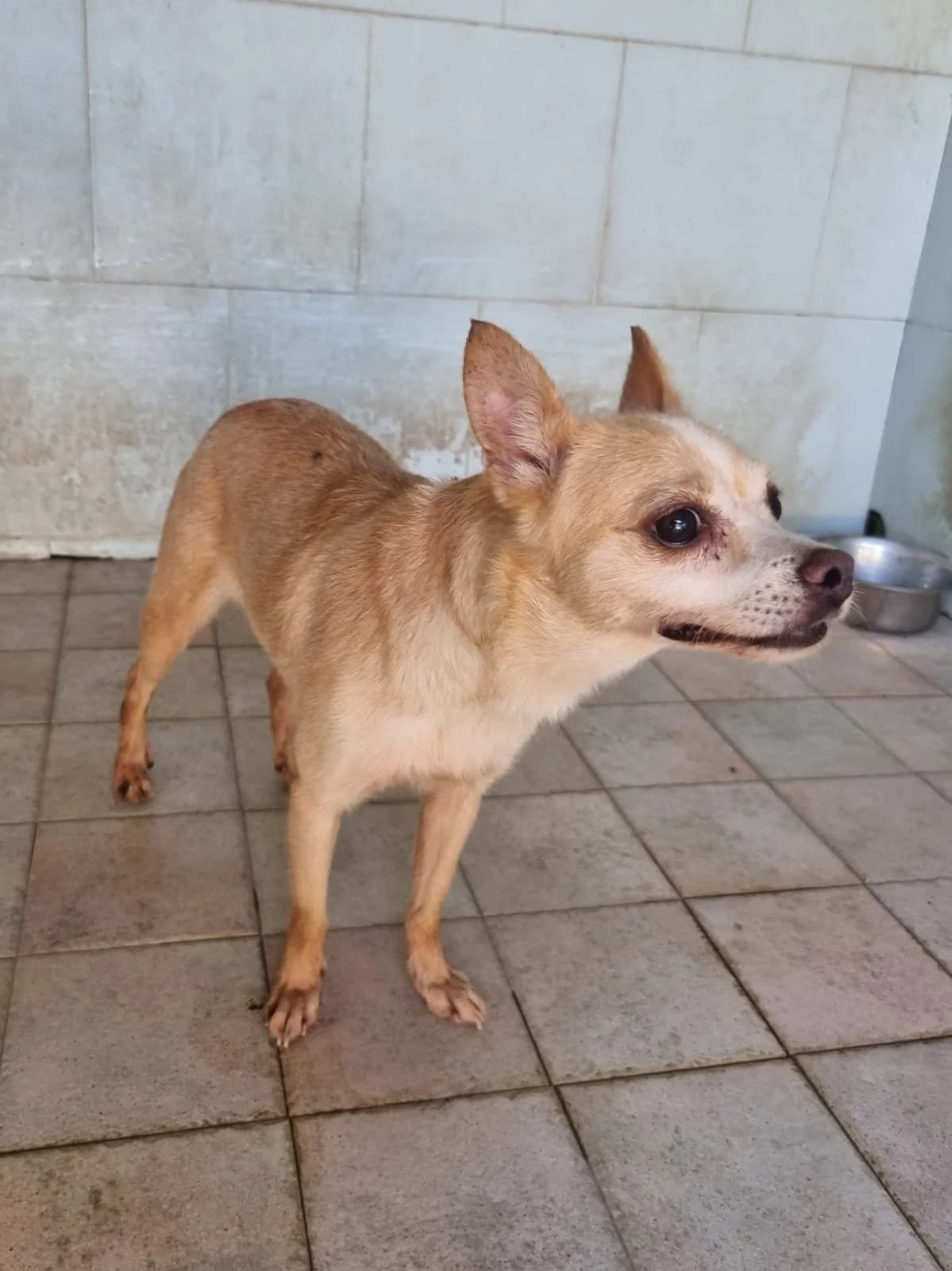Bamby, female senior Mixed Breed for adoption at Hundehilfe Mariechen, Stadtsteinach