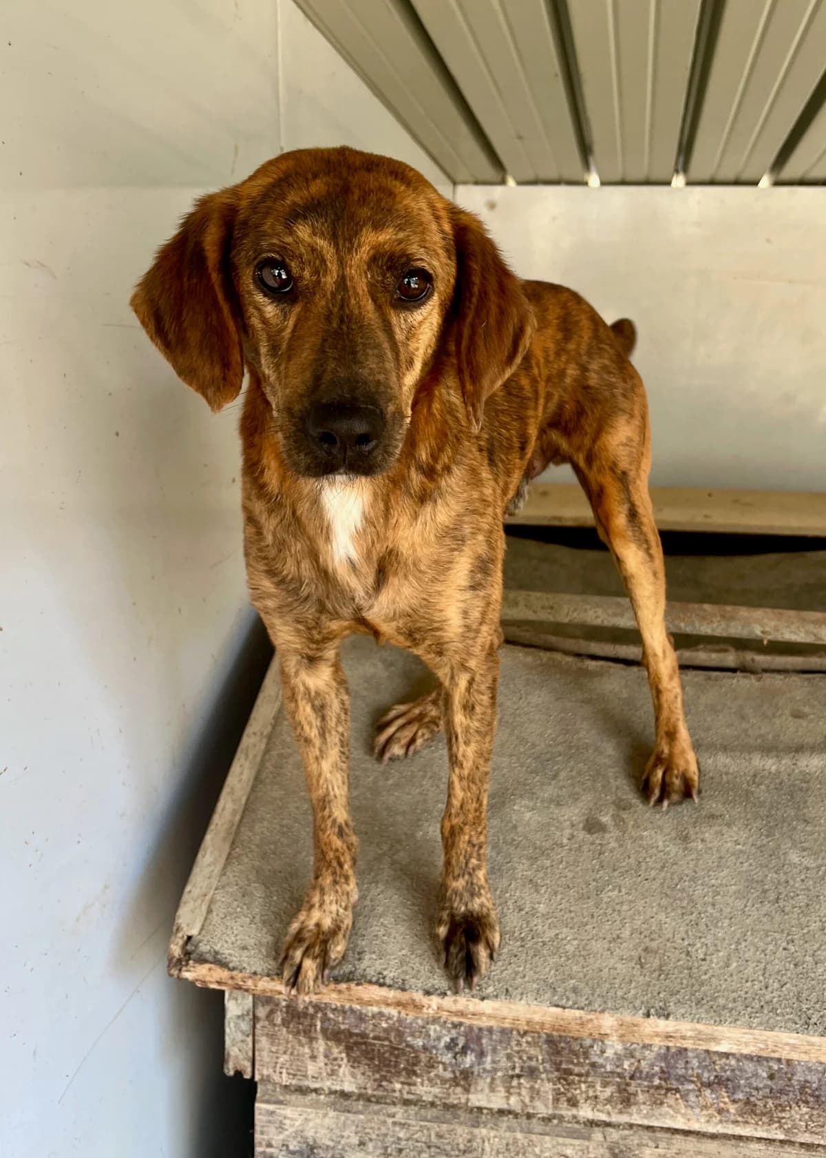 Bandito, male 4yo mixed breed for adoption at Hundehilfe Mariechen, Stadtsteinach