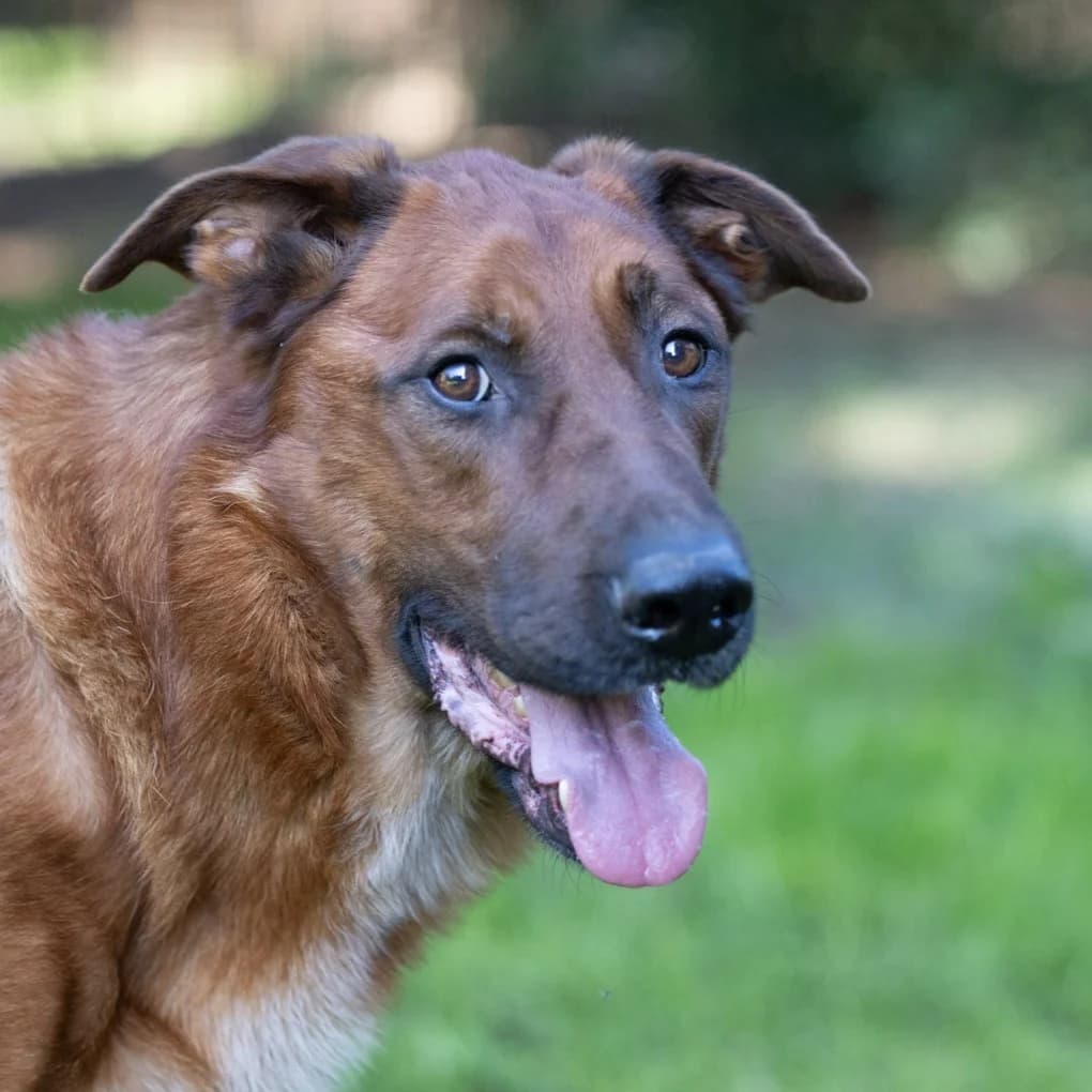 Bazzy, male 4yo Mixed Breed for adoption at Hundehilfe Mariechen, Stadtsteinach
