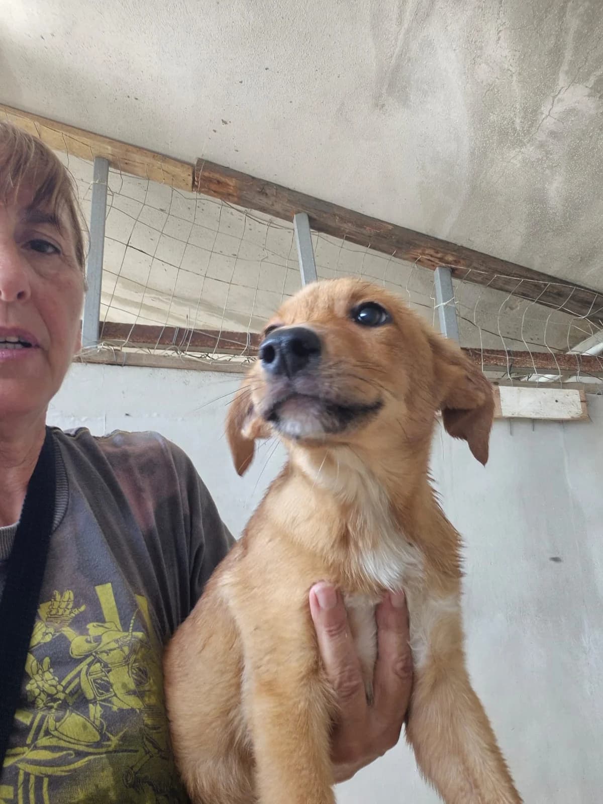 Beccaccia, female young Mixed Breed for adoption at Hundehilfe Mariechen, Stadtsteinach