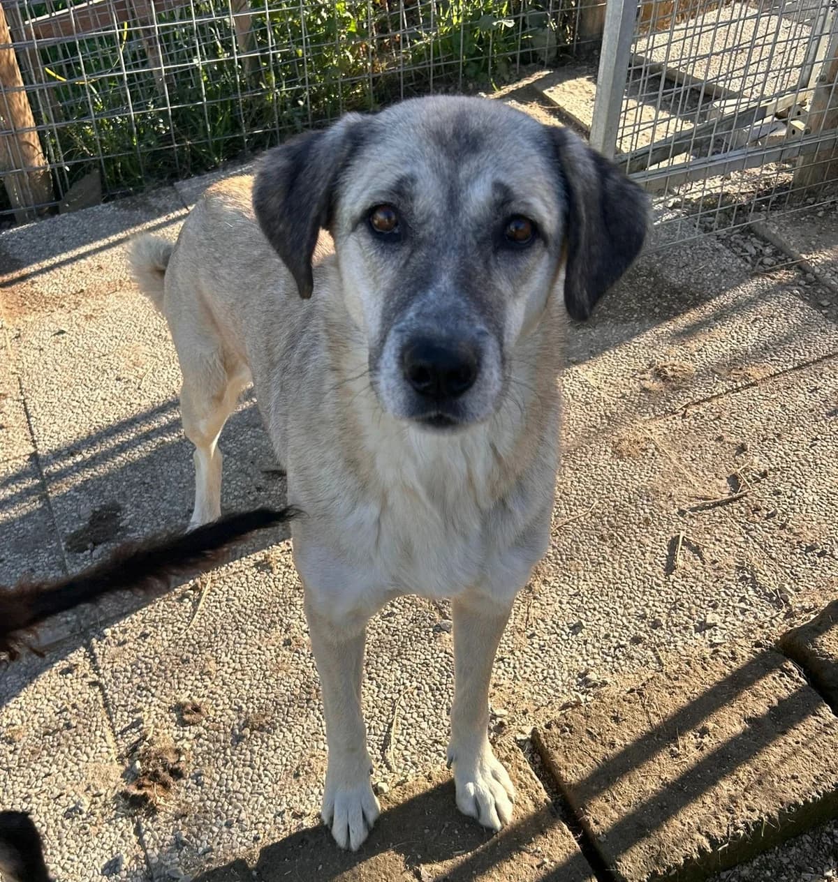 Bella, female young Mixed Breed for adoption at Hundehilfe Mariechen, Stadtsteinach