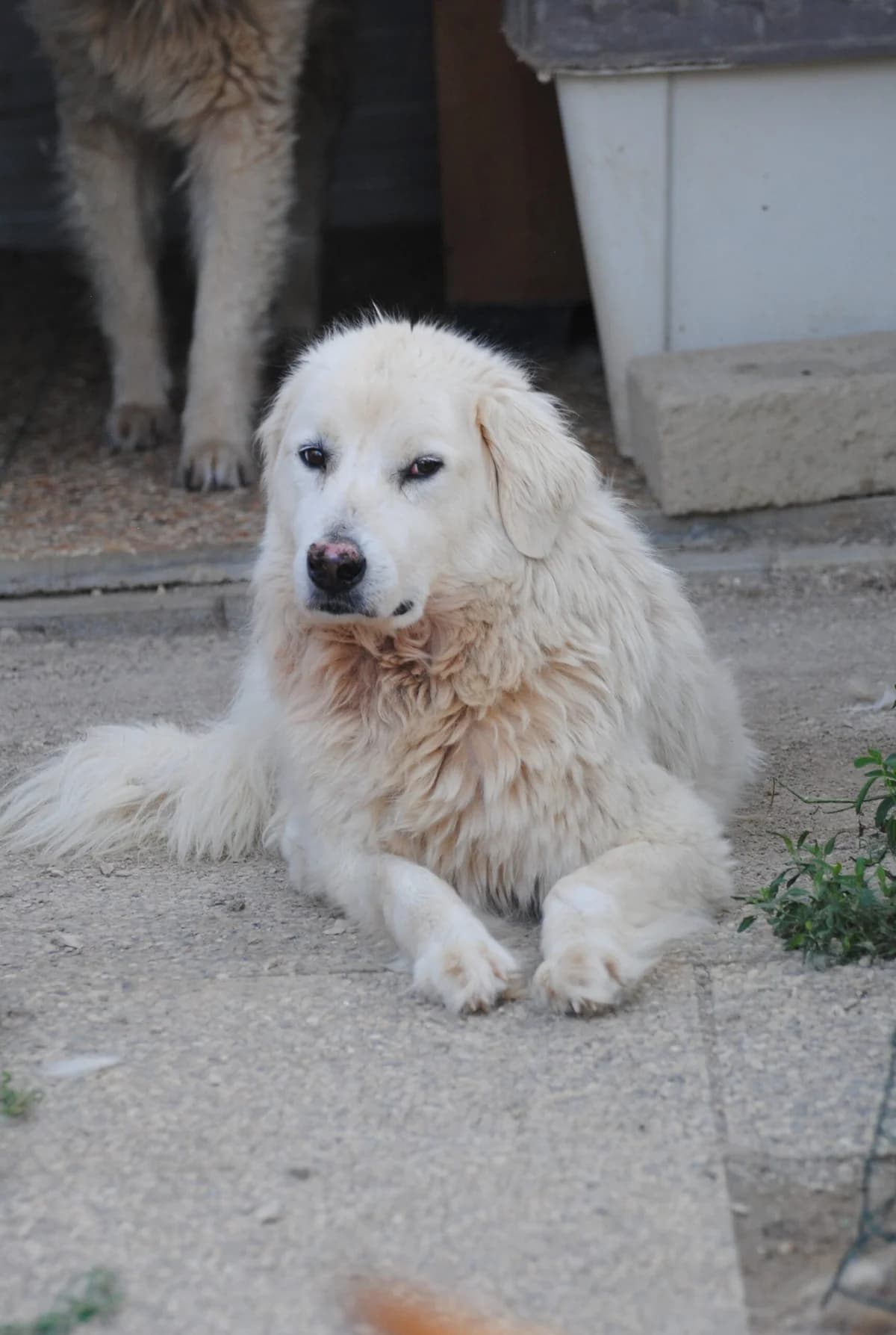 Belle (Katrin), female 7yo Mixed Breed for adoption at Hundehilfe Mariechen, Stadtsteinach