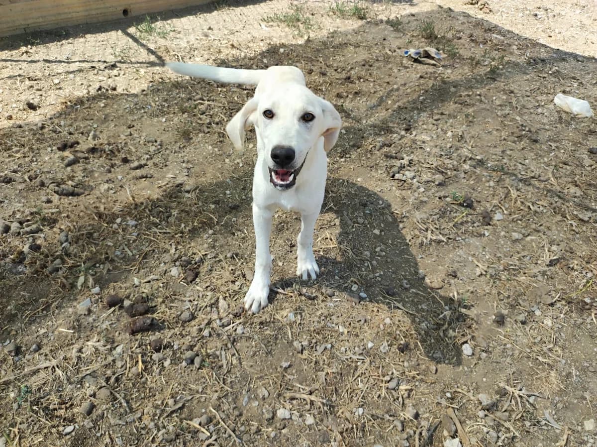 Biagio, male young Mixed Breed for adoption at Hundehilfe Mariechen, Stadtsteinach