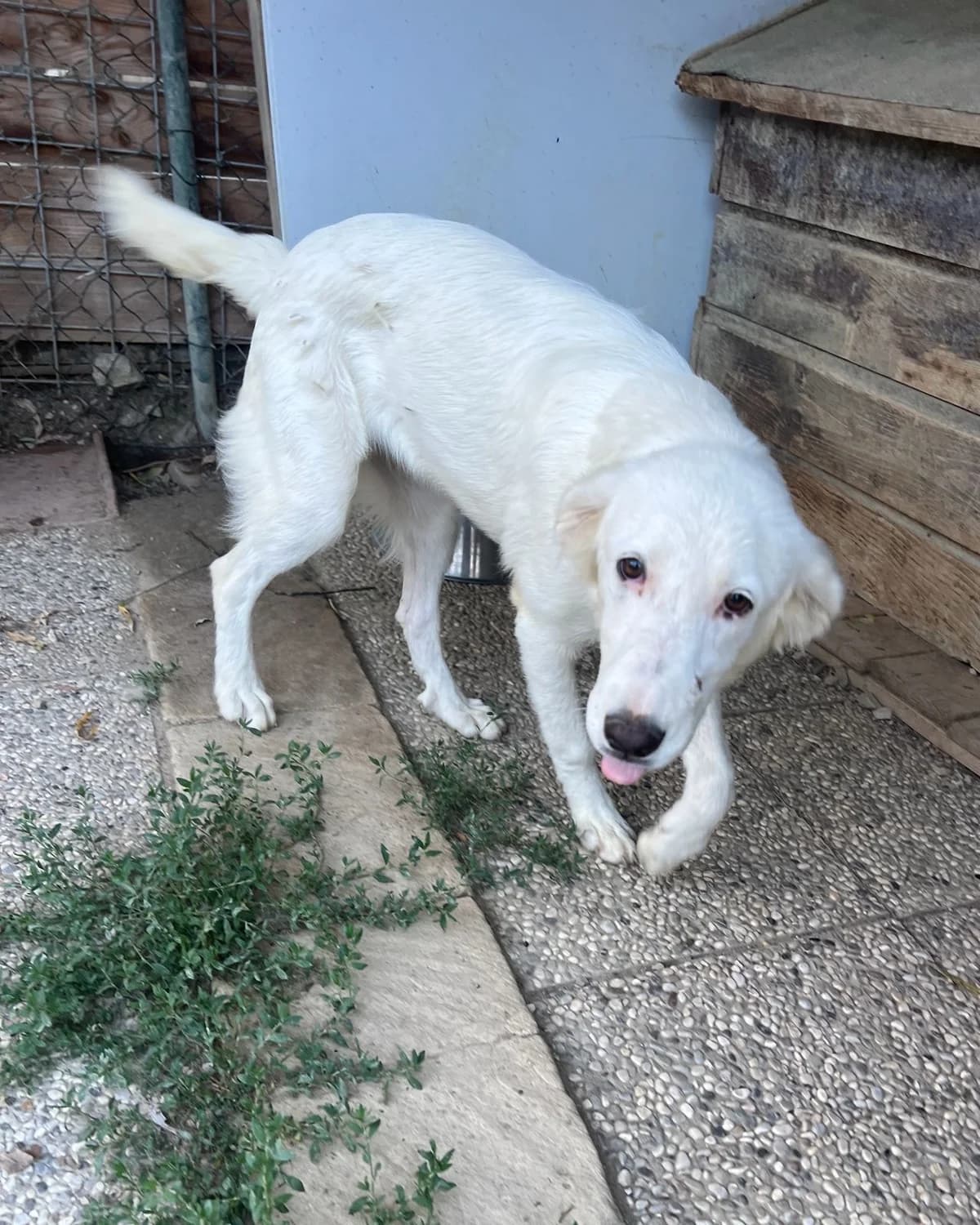 Bianca, female puppy Mixed Breed for adoption at Hundehilfe Mariechen, Stadtsteinach