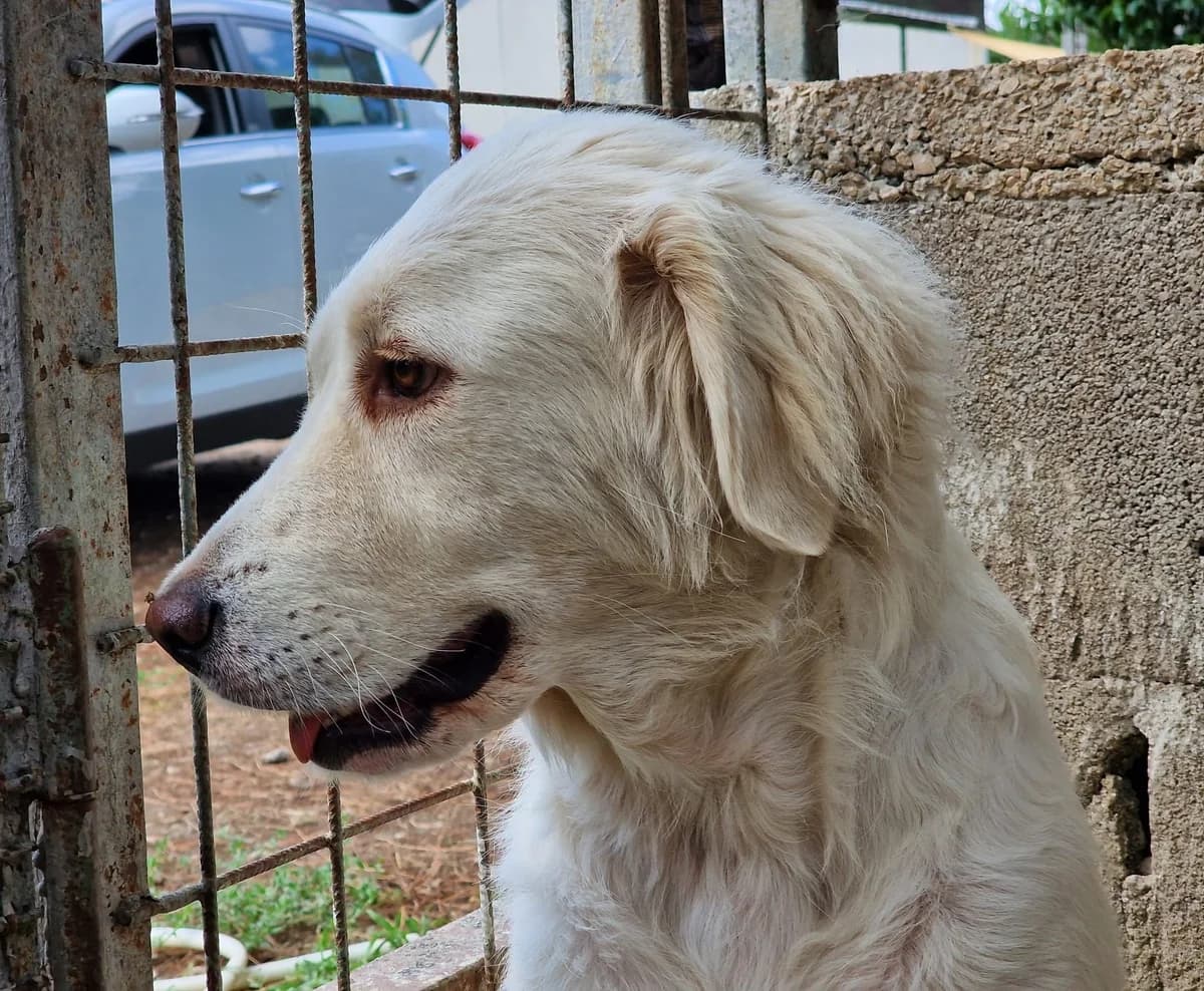 Bianca/Zora, female 5yo Golden Retriever for adoption at Hundehilfe Mariechen, Stadtsteinach