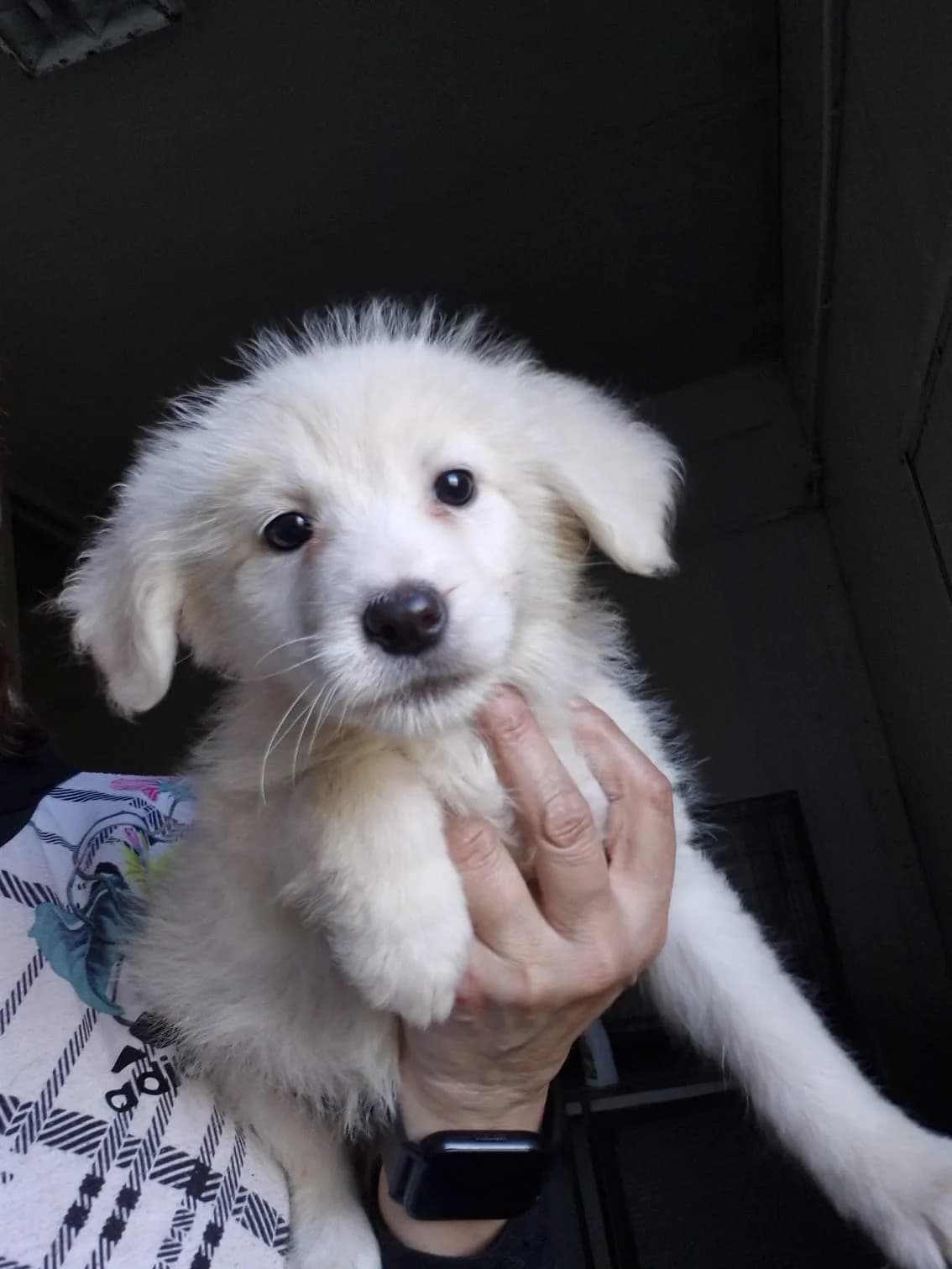 Biancina (Calla), female puppy Mixed Breed for adoption at Hundehilfe Mariechen, Stadtsteinach