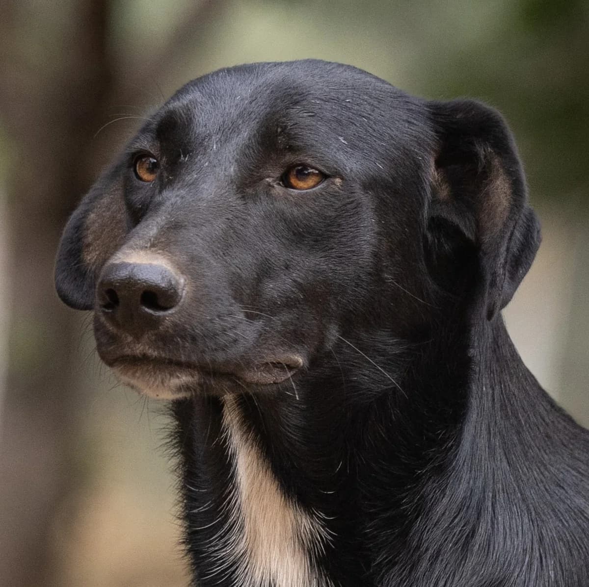 Billy, male young Mixed Breed for adoption at Hundehilfe Mariechen, Stadtsteinach