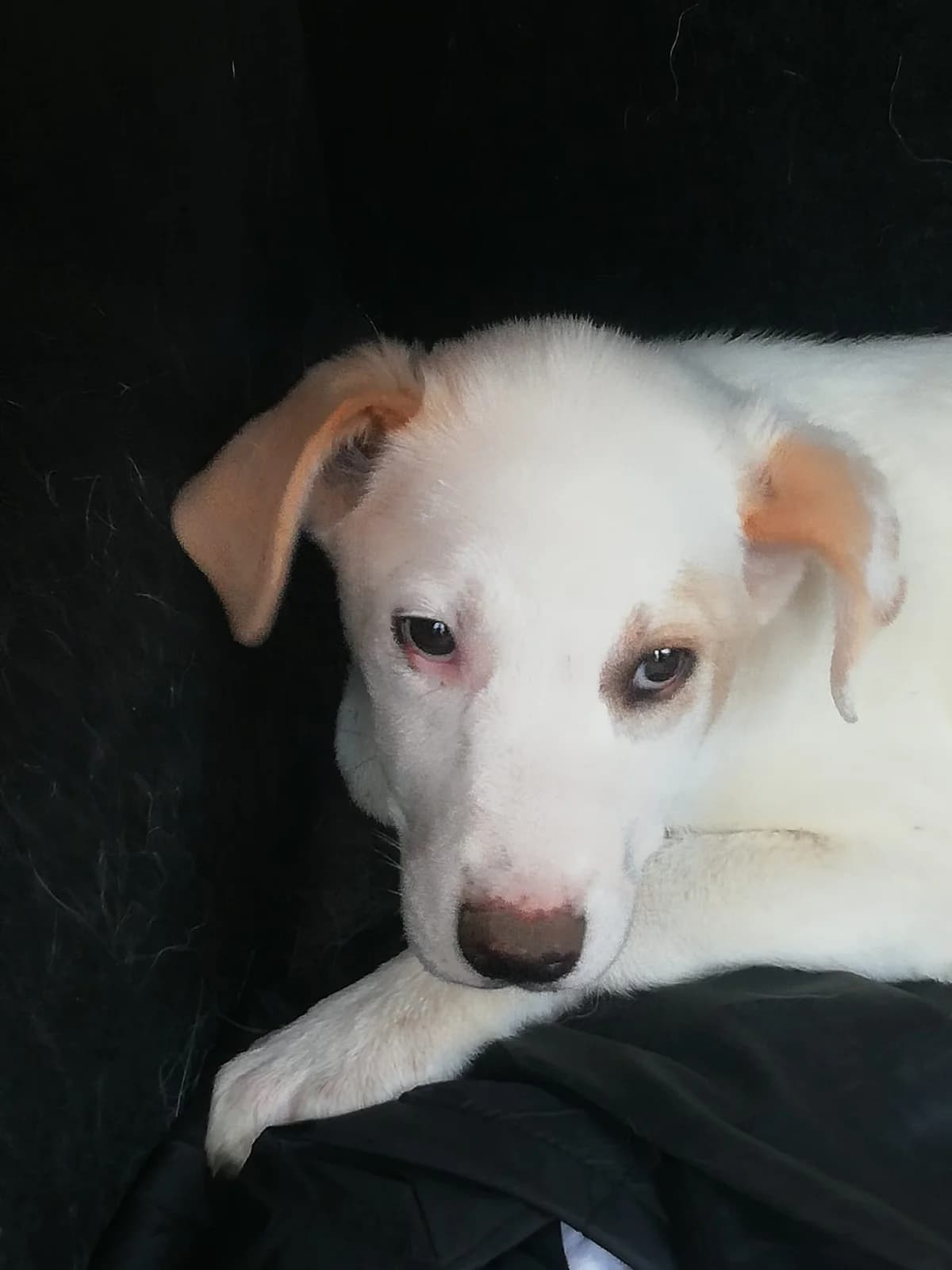 Bimba, female 5yo Mixed Breed for adoption at Hundehilfe Mariechen, Stadtsteinach