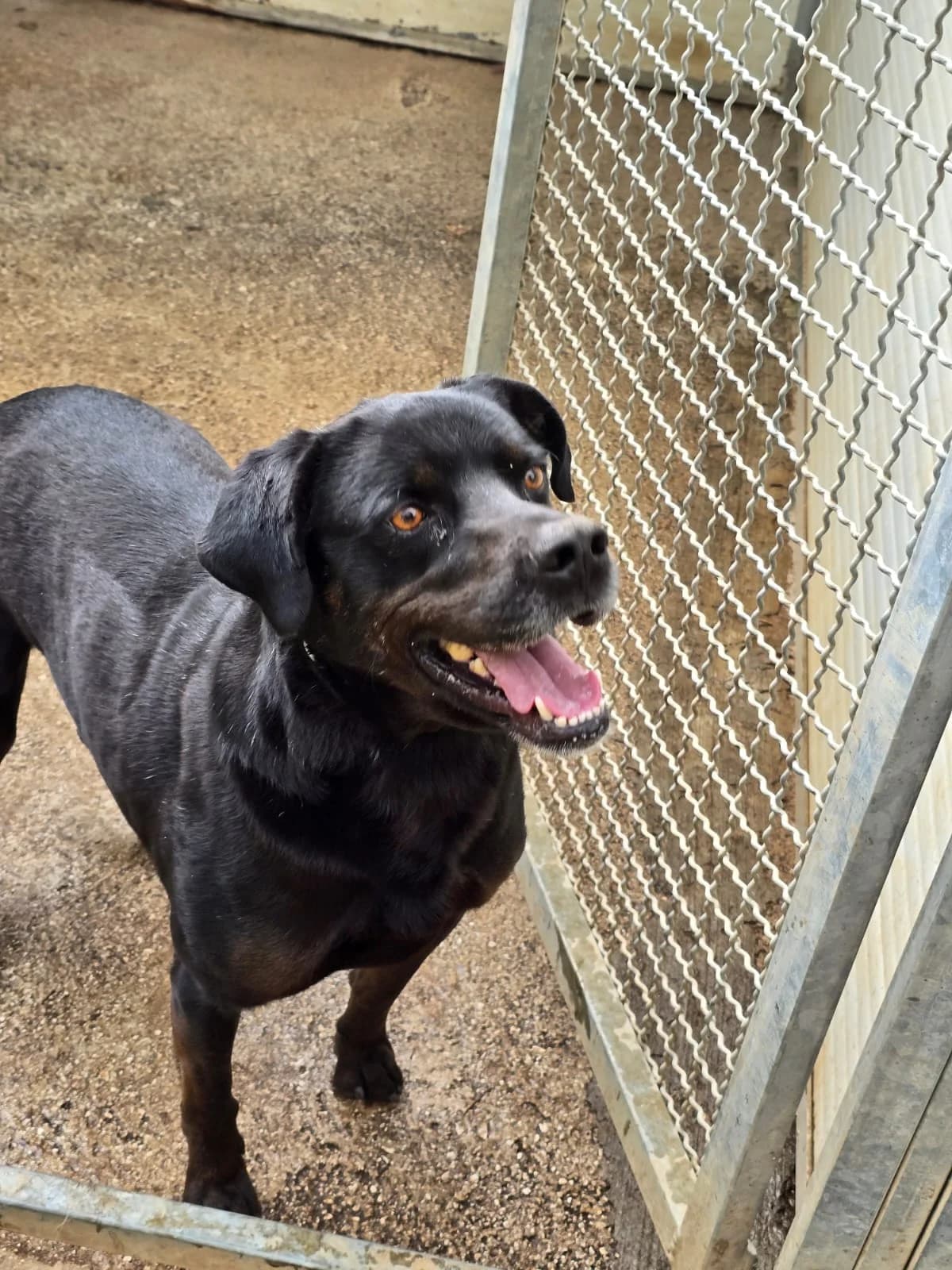 Blacky, male 3yo Pointer for adoption at Hundehilfe Mariechen, Stadtsteinach