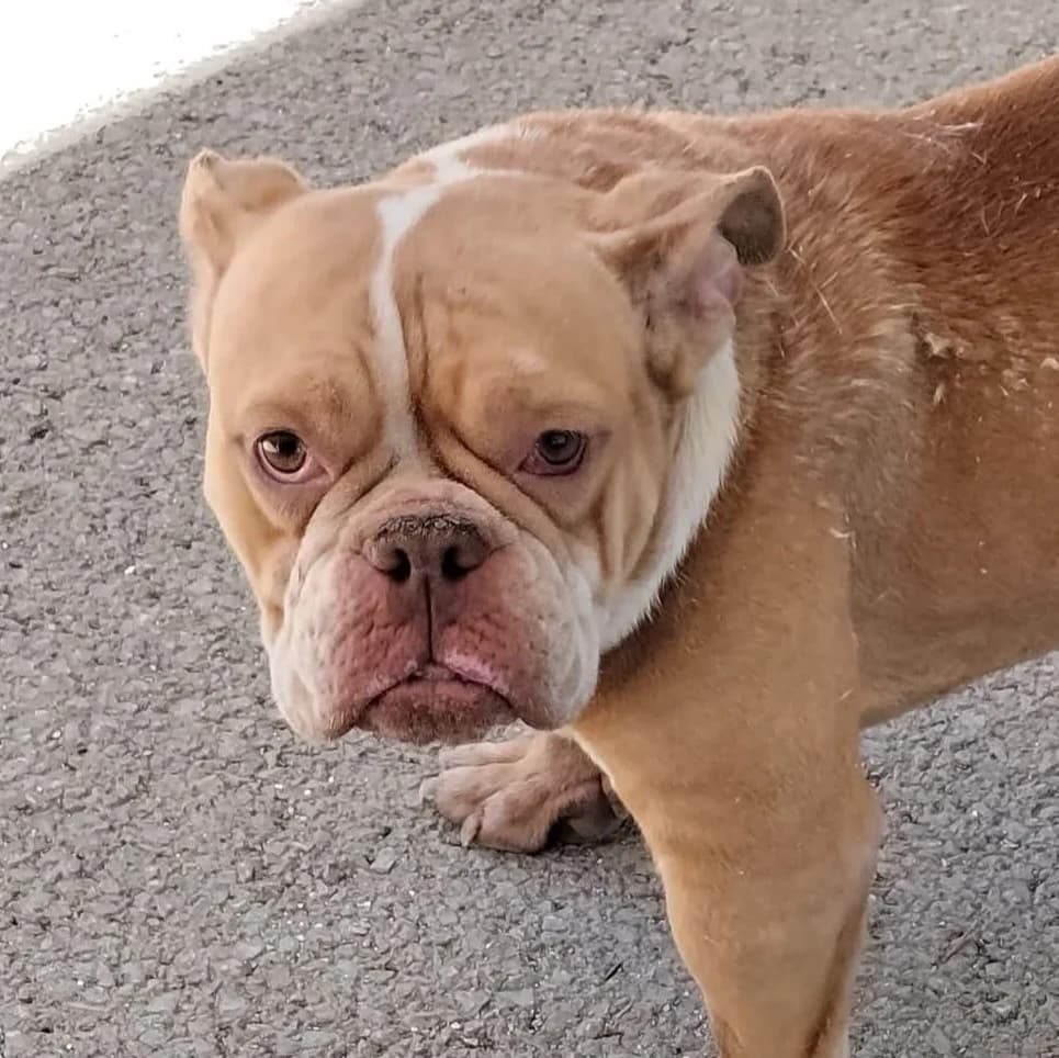 Bonnie, female 3yo English Bulldog for adoption at Hundehilfe Mariechen, Stadtsteinach
