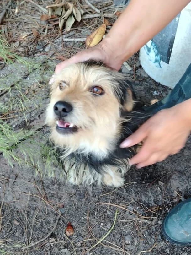 Boomer, male young Mixed Breed for adoption at Hundehilfe Mariechen, Stadtsteinach