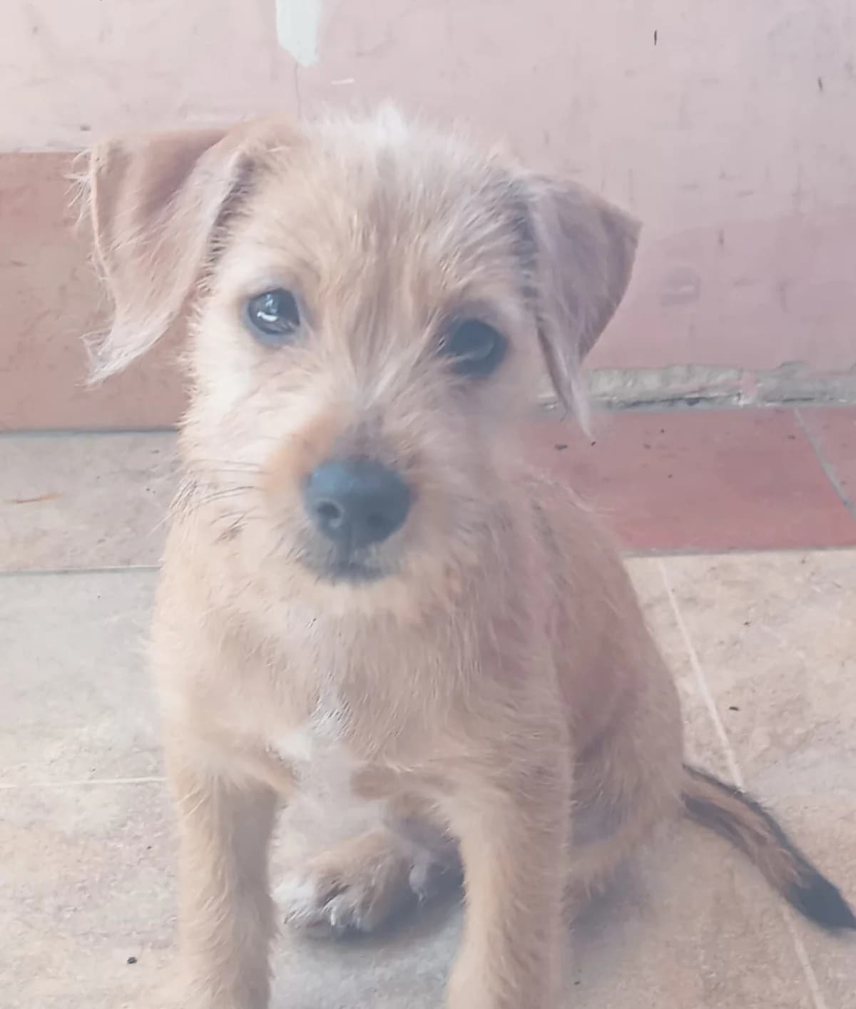 Brandi, male puppy Mixed Breed for adoption at Hundehilfe Mariechen, Stadtsteinach